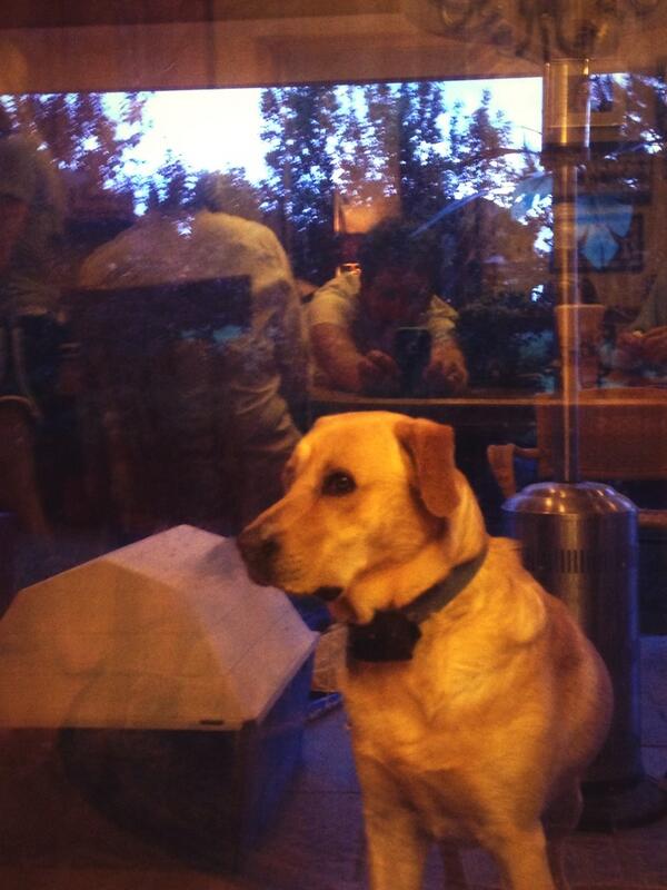 CU_Buff_Man's tweet image. Dog wants some too!