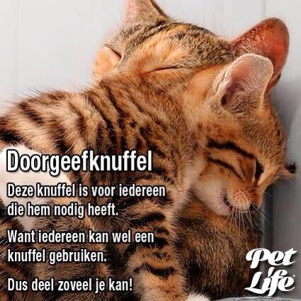 PetLifeMagazine's tweet image. 