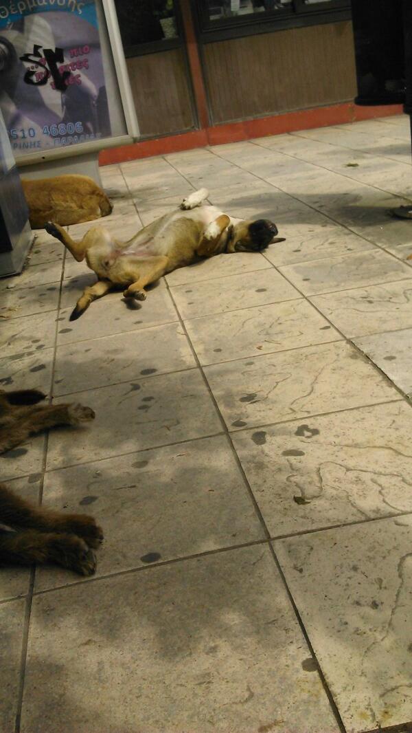 sikaslim's tweet photo. Πρωινή ηλιοθεραπεία..... http://t.co/jYkg50zOGJ