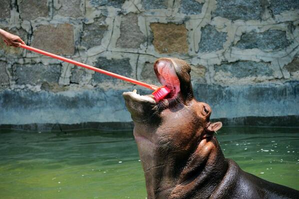 Птица чистит зубы бегемоту. В зоопарке чиститят зубы бегемотам. Человек в зоопарке ухаживающий за животными. Бегемот чистит зубы. Бегемот чистит зубы.