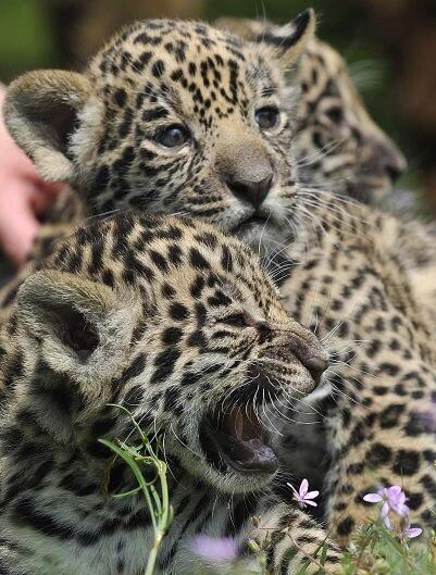 The Cult Cat (@elverojaguar) on Twitter photo 