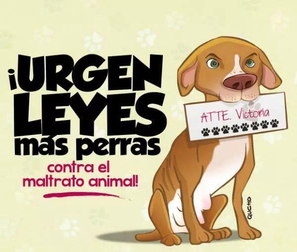 VICTORIA y sus cachorros tienen voz: LA MÍA @ivocardenasn <a href="/DefensaAnimalMx/">Defensa AnimalMexico</a> <a href="/NotiGDL/">NotiGDL</a> <a href="/TanatologiaVet/">Tanatologia Vet</a> <a href="/VivirGDL/">Vivir Guadalajara (Usa el 😷 en lugares cerrados)</a>