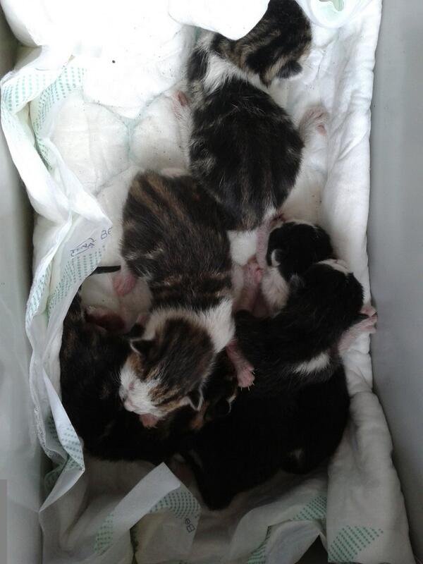 Gevonden  vijf #kittens zonder moeder. Ze worden nu geflest. Hoop dat moederpoes wordt gevonden. #asiel