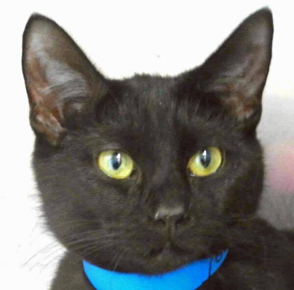 Our little Sneaky is hoping he can sneak right into someones home this holiday weekend.  Come see him today! 12-5