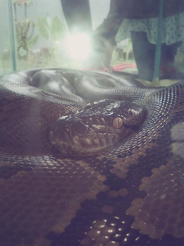 Permalink gambar yang terpasang