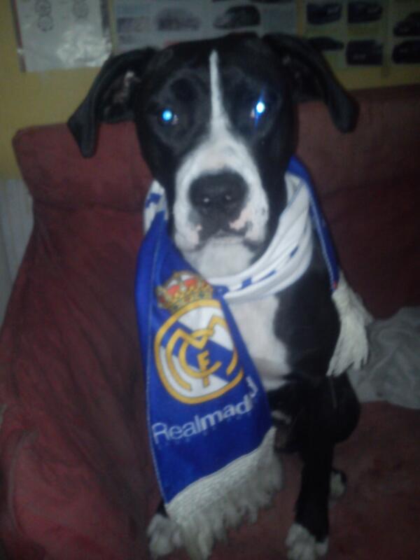 muekitasanz's tweet photo. Mi perra también quiere la decima http://t.co/0hnut6PYJb