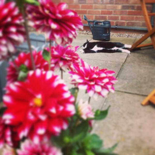 Nice lazy day x