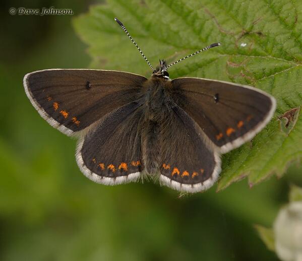 d___johnson's tweet image. Durham Argus.