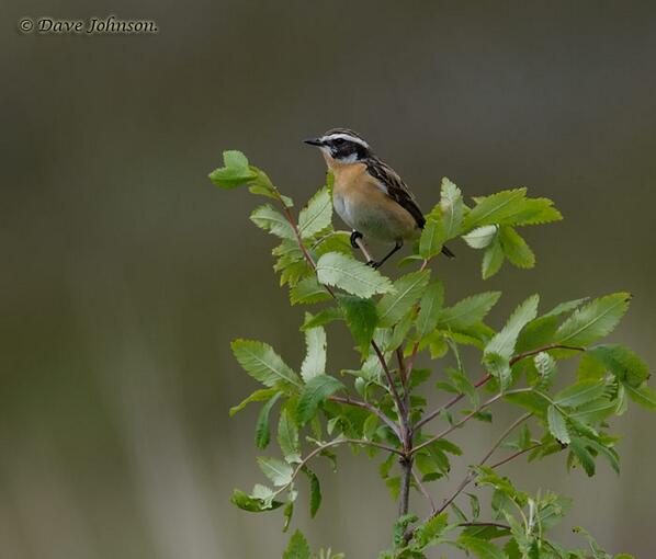 d___johnson's tweet image. Winchat when the sun came out for five mins.