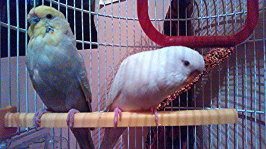 HobbitRD's tweet photo. Budgie love <3 http://t.co/MTuIJ7vMoY