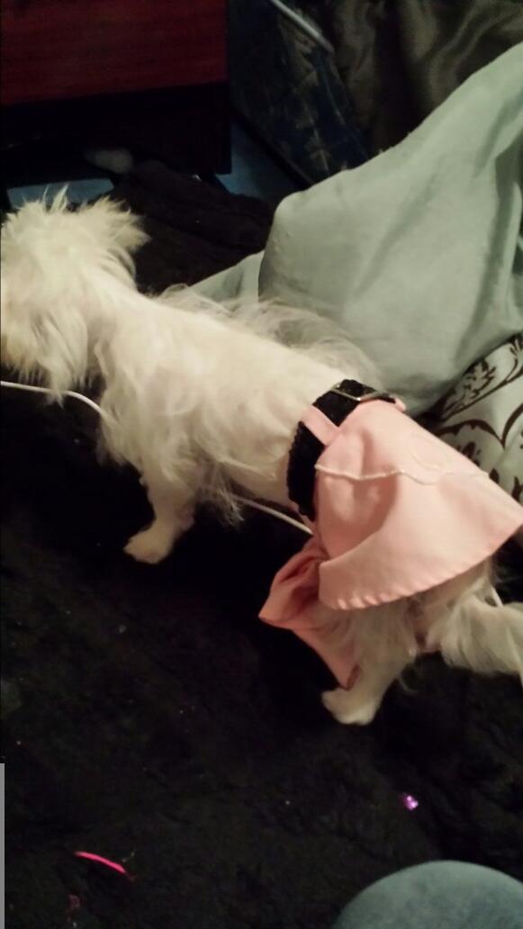 jaylinc0807's tweet photo. This is what you do when you're alone. Start dressing up your dog . http://t.co/nDLte4l9yn