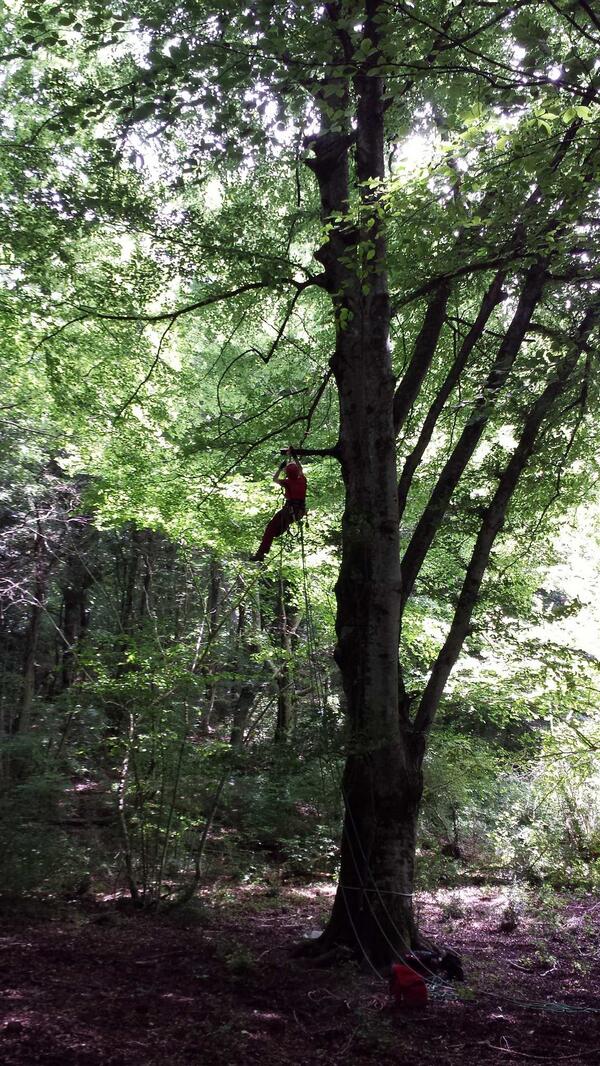 TreeClimbingVT's tweet image. Allenamento su Fagus sylvatica di circa 30 metri, 1,5 m di diametro