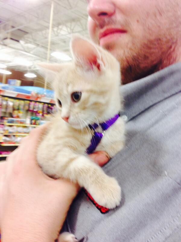 Ochtyun's tweet photo. Milo said don't forget about the kitties! He had to show off his new harness today. #inspiredbypets #ecpetm http://t.co/FG9MXLyiaJ