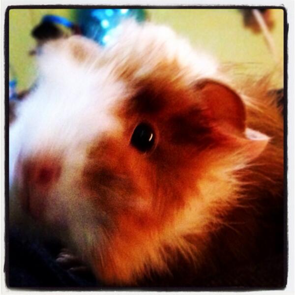 sheyguzman's tweet photo. The new baby cuyo..!!🎉🐭🎉 lov him..!! http://t.co/7u2r4hikjq