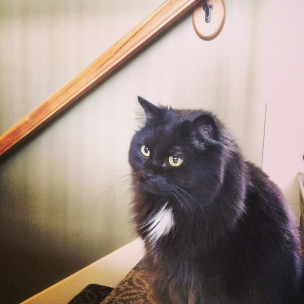 stvpid fvck tweet media