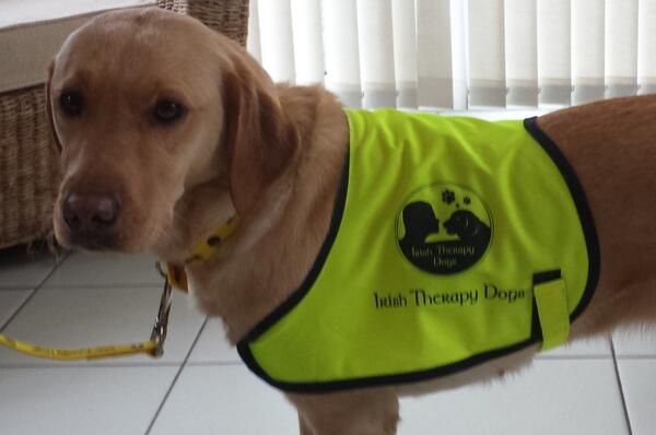 Irish Therapy Dogs tweet media