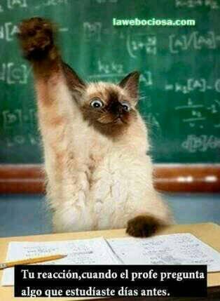 Capy56's tweet image. Imagenes WTF!!