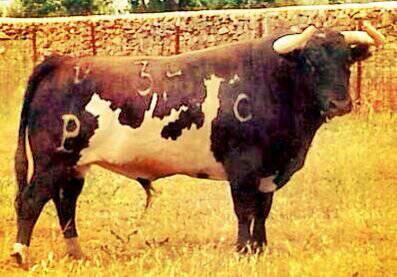 lancesdefuturo's tweet photo. Toro de Alcurrucén para el mano a mano Ferrera y Perera del sábado en Cáceres. http://t.co/VXVYzXqgBi