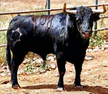 lancesdefuturo's tweet photo. Toro de Jandilla para el mano a mano de Ferrera y Perera del sábado en Cáceres. http://t.co/vz1Kj5tgS2