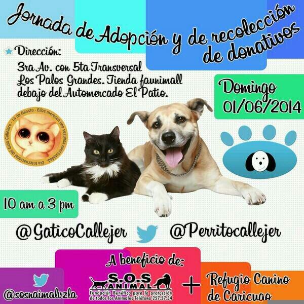 Eukarina's tweet photo. #JdaAdopciónRecolecc @perritocallejer en @faunimall #Dom01Jun #SOSAnimal @RefugioCaricuao #FavorRT @ChachaFitness http://t.co/o8GjR4I5EC