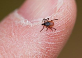 WRFPvt's tweet image. Tick time in VT.  Take a look at whiteriverfamilypractice.com for some helpful tips to deal with and prevent tick bites.