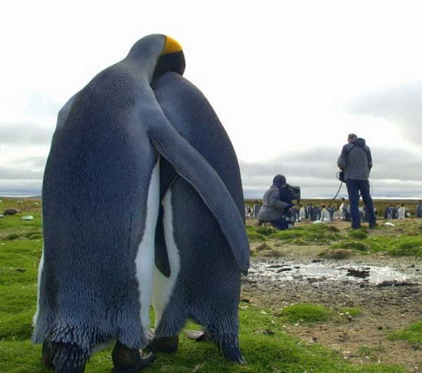 NaturPictures's tweet photo. Está bien, cariño. Te irá mejor en la próxima audición de National Geographic. http://t.co/CfZekKNez8