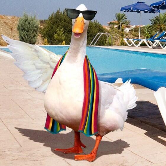 aflac duck on twitter i m partial to a one piece bathing suit the