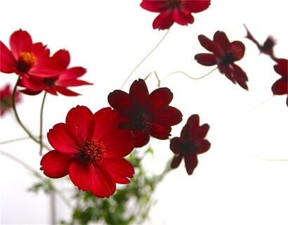 Flower Abc321 321 Twitter