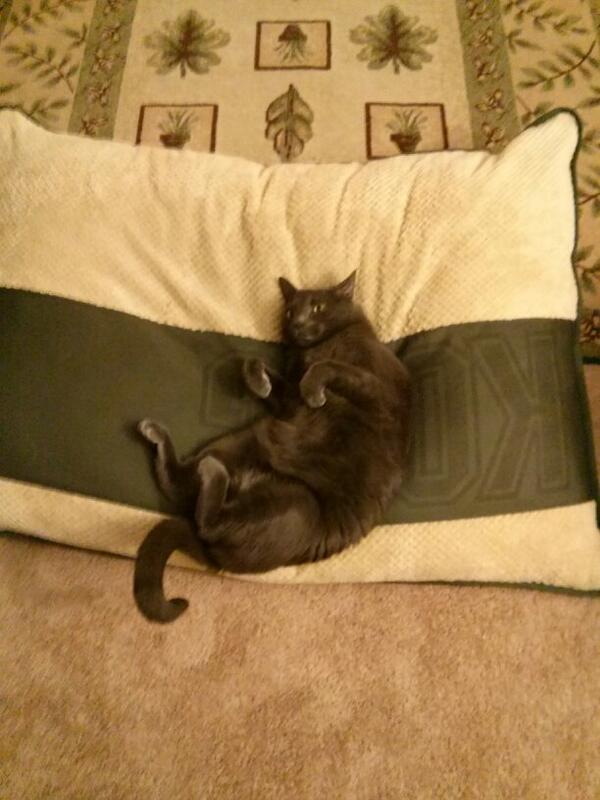 Zyct_'s tweet photo. @MissGiniaa My Fat Cat > Your Cat http://t.co/tFGkdIaJnz