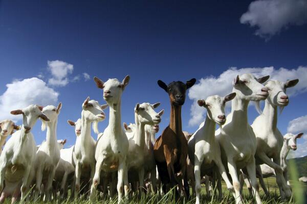 FactsVault's tweet photo. #Google rents #goats to replace lawnmowers at their Mountain View headquarters. http://t.co/bMhNKoblux