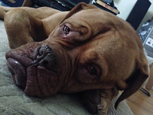 Why the long face?