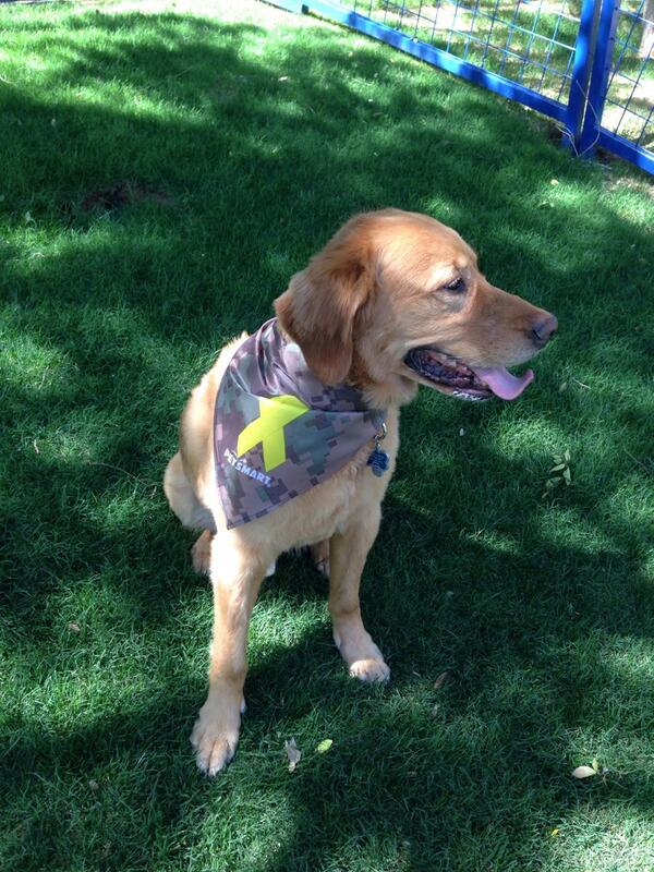 Megan_Mouser's tweet photo. Klutch w/ the Patriotic Top Dog!! #inspiredbypets every one sold gives a dollar back to Canine Companions!! http://t.co/UW5mOhfQ3C