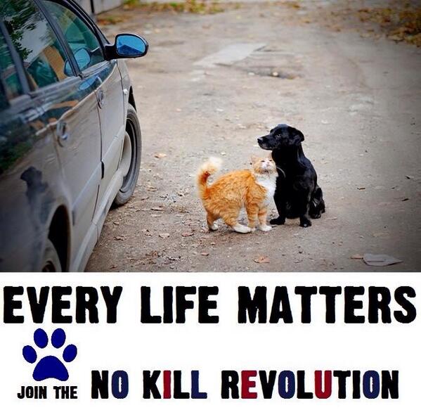 thewindofmind's tweet photo. "@ngremmy: Join the #nokillnation!  Many of you already have and many of you hopefully will! http://t.co/4q7KPSgBRM"