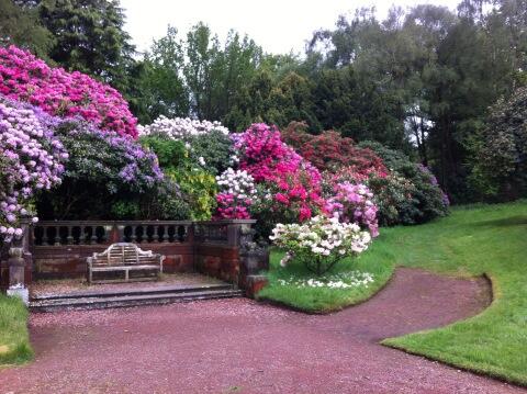 #rhododendron #alive
