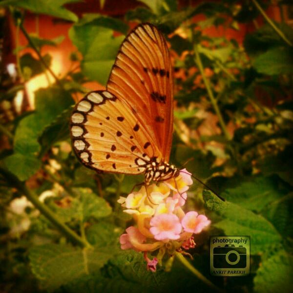 Ankit Parekh tweet media