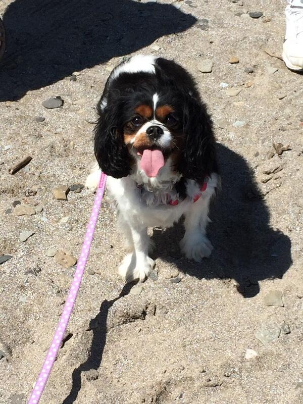 jmont0918's tweet photo. Spending a beautiful day at the beach #clemetroparks http://t.co/jVaqzP8WVV