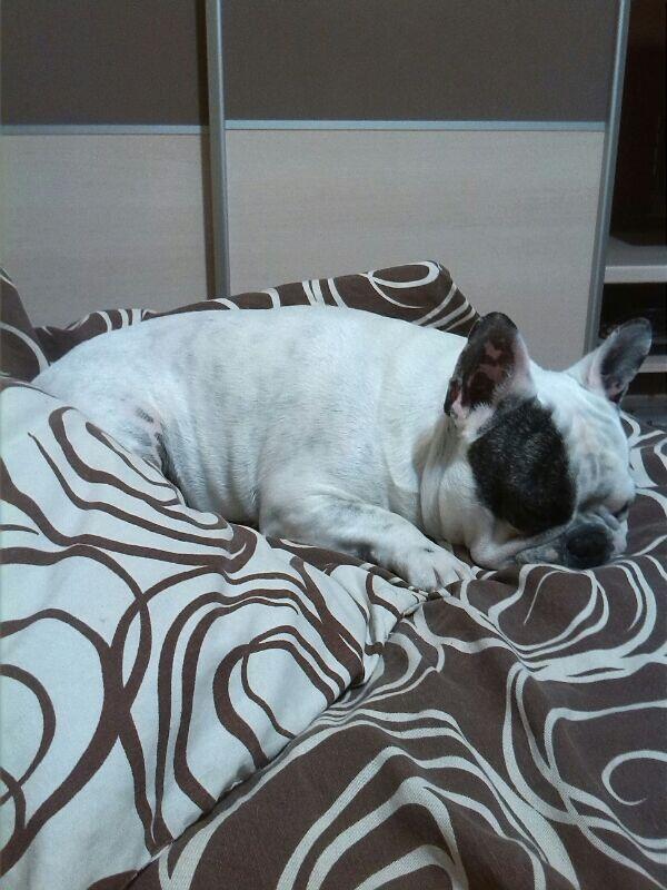 Sargogar's tweet photo. Bruki y su siesta , esto es #sabadog :) http://t.co/YdwyaqM1FY