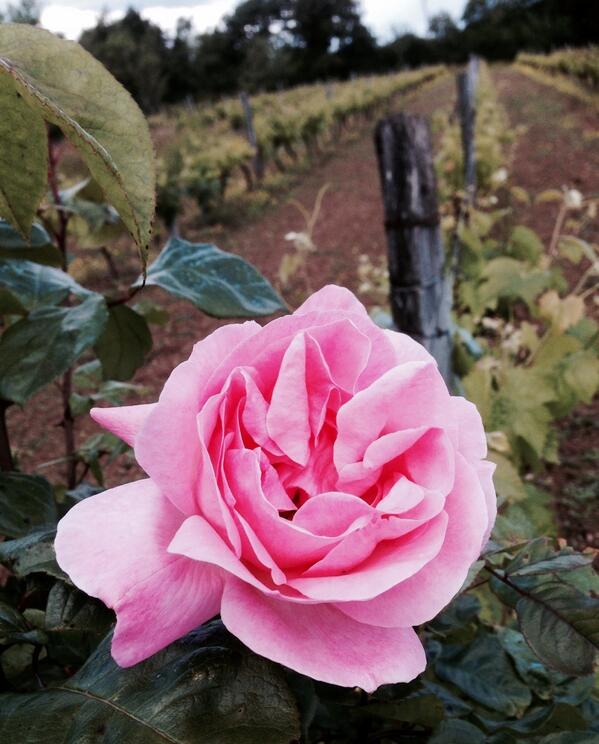 Permalien de l'image intégrée