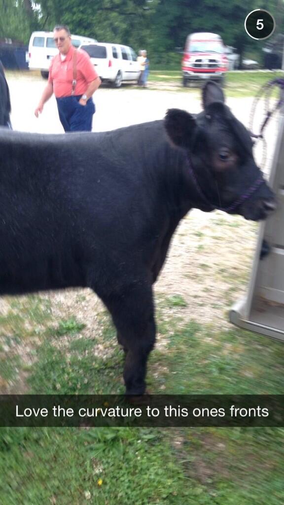 AngusConfession's tweet image. What a nice bovine.