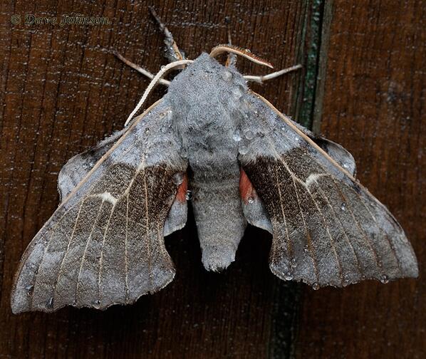 d___johnson's tweet image. Poplar Hawk-moth  (Laothoe populi)