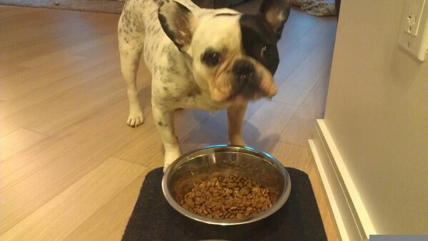 FrenchieRocky's tweet photo. I go nuts for @bluebuffalo #yummy http://t.co/IqViQqcDze