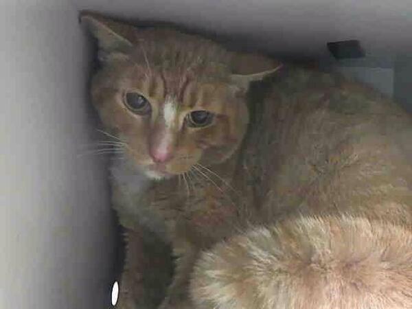 ngremmy's tweet photo. #URGENT #CATS handsome RYE needs our help NOW or DIES 5/25 in #NYC! https://t.co/JaM2c0DKmY http://t.co/Edsaa9nsEM