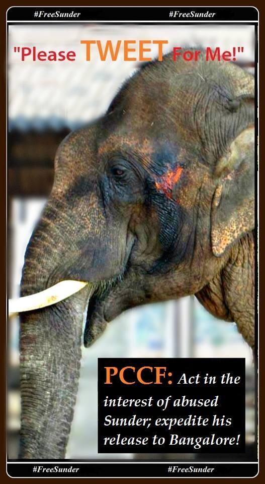 '@Tximeletalua: #SOSElephants #FreeSunderNow #Elephants 'Please Tweet For Me': #Sunder sites.google.com/site/freesunde… … '