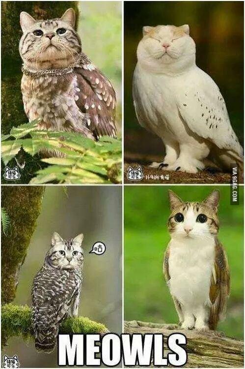 9GAG's tweet image. Meowls 9gag.com/gag/azby54b?re…