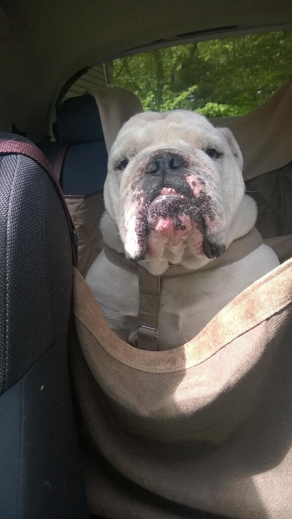 Nice day for road trip to Norwich CT for the <a href="/NECsports/">NEC</a> baseball championship! Leggoooo, <a href="/_BryantBaseball/">Bryant Baseball</a>!