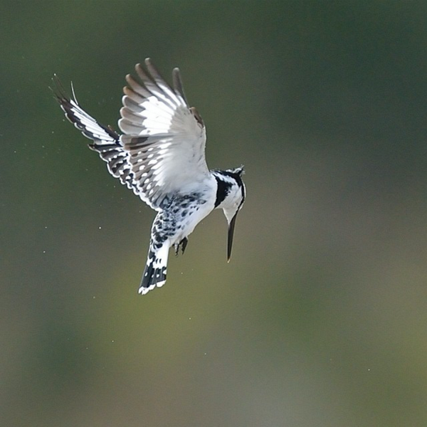 pic_alkharj's tweet photo. By National Geographic ☺ http://t.co/YZBx3XHwxU
