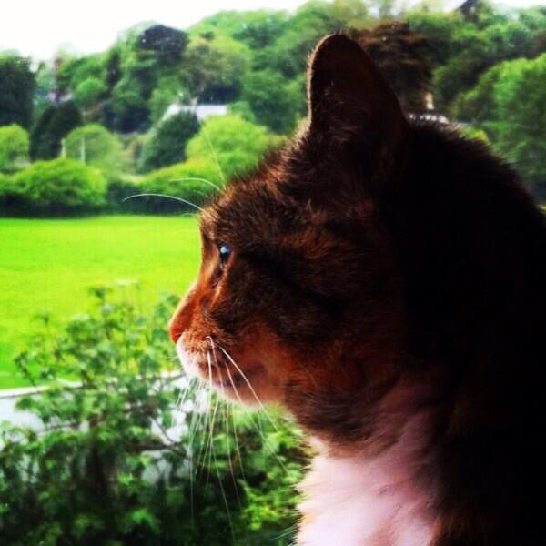 Happy Paws' CEO Tessa in deep thought...dreaming up our next product. Launching our new cat bed accessory at InterZoo