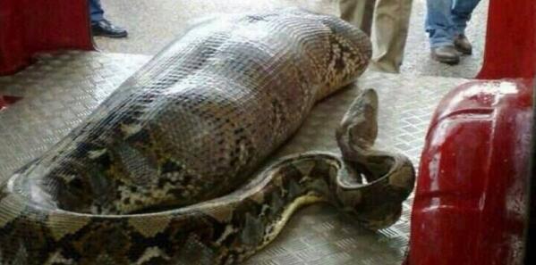 lhorreur404's tweet photo. Un serpent ayant avalé un homme mort. http://t.co/RzDH4dK6ar