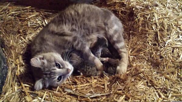 bebramwell's tweet photo. Look what I found this morning #calving14 http://t.co/NMVSihSdJQ
