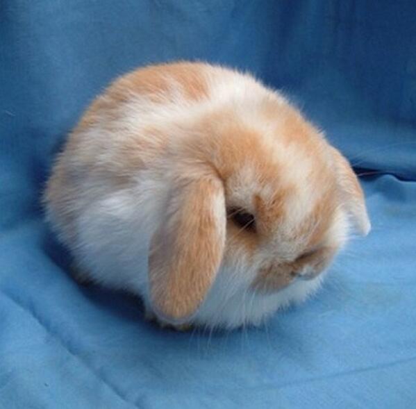 gihatfield's tweet photo. @GabyManning94 completely fair enough #iwantthis #bunny http://t.co/N6HbCSifpj